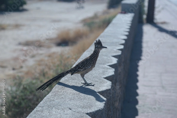 Obraz geococcyx californianus