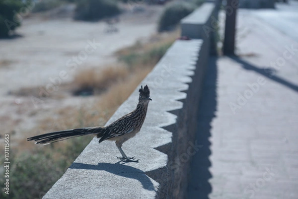 Obraz geococcyx californianus