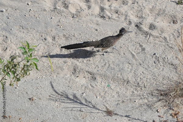 Obraz geococcyx californianus