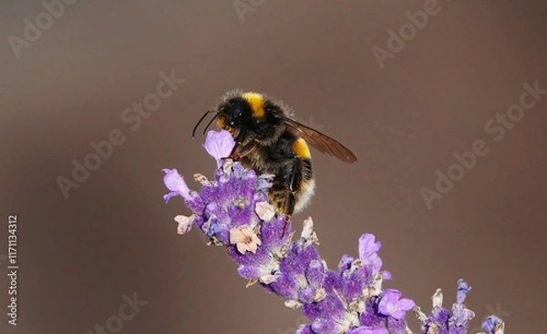 Fototapeta A buff-tailed bumblebee feeding on lavender in a garden against a plain brown background. 