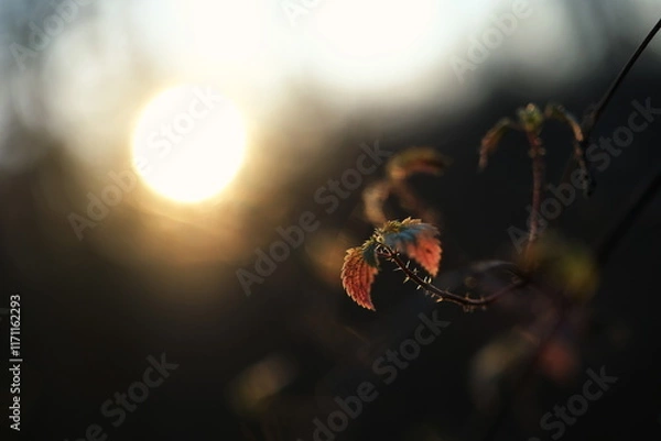 Fototapeta Rot gefärbte Blätter im Licht der winterlichen Abendsonne