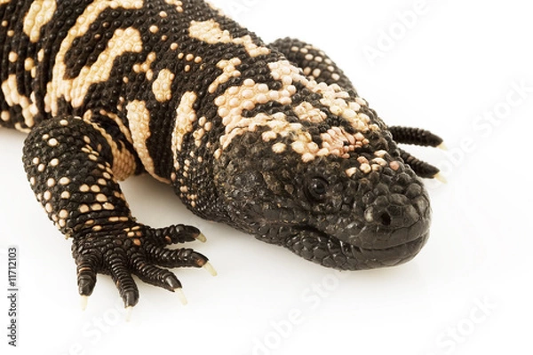 Fototapeta Gila Monster (Heloderma suspectum)
