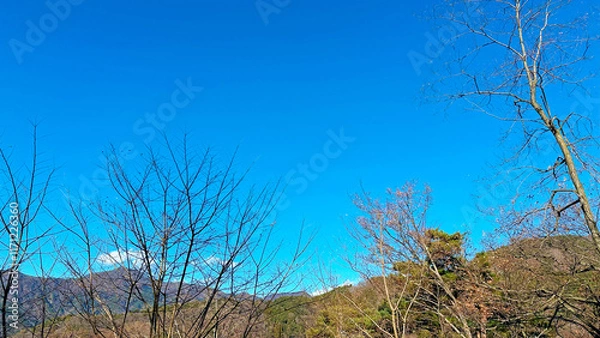 Obraz 冬の青空と枯れ木たち　日本風景　山梨県富士河口湖町