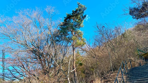 Obraz 冬の青空と枯れ木たち　日本風景　山梨県富士河口湖町