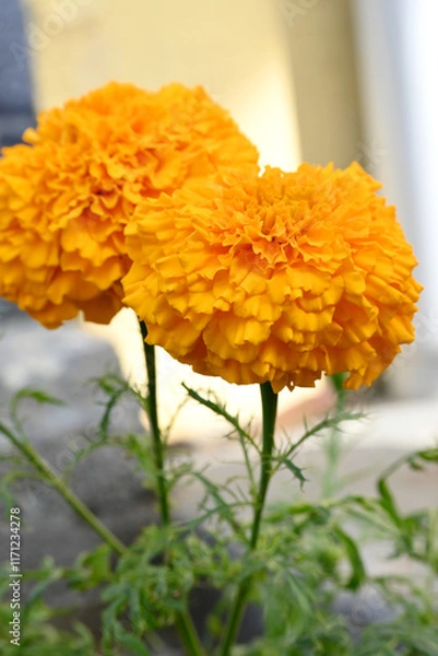 Fototapeta closeup the orange marigold flower with bud growing with leaves in the garden soft focus green brown background.