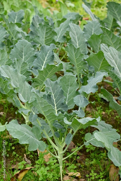 Fototapeta closeup the bunch ripe green cauliflower plant with soil heap growing in the farm soft focus natural green brown background.