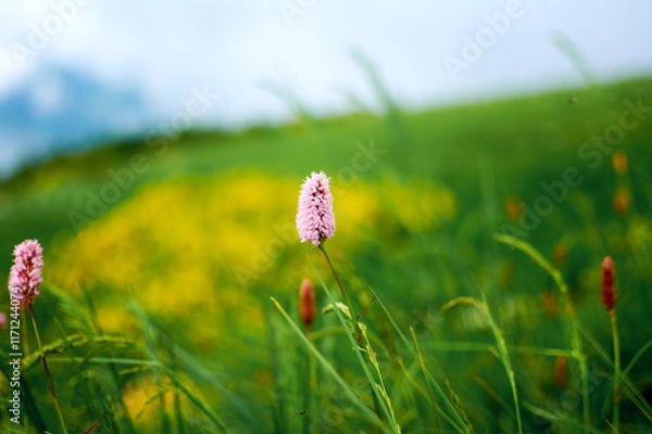 Obraz Field of green grass and flowers, a lawn in spring.