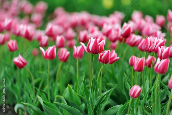 Fototapeta Tulips in spring field