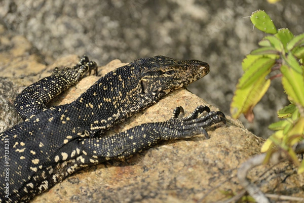 Fototapeta Monitor Lizard