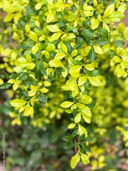 Obraz colored leaves on the tree