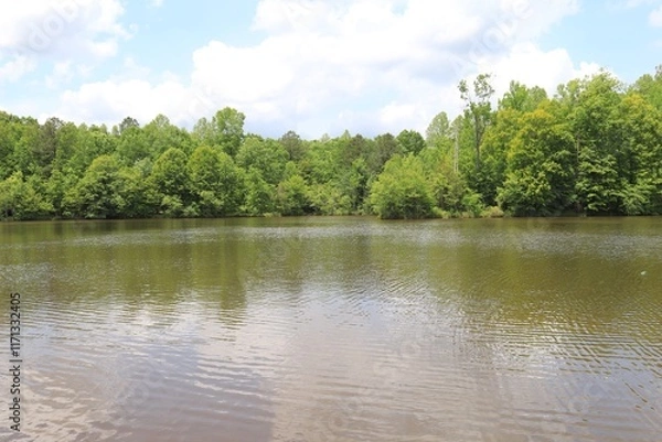 Obraz lake in the forest