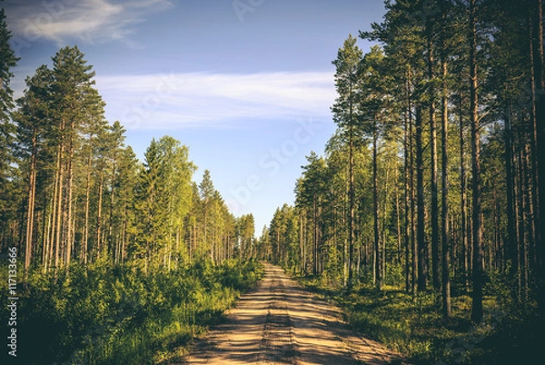 Fototapeta An empty sandy dirt road runs through the forest with big pine trees on both sides. Shadows fall on the ground. Location: Northern Sweden, Scandinavia (Pitea, norrbotten).