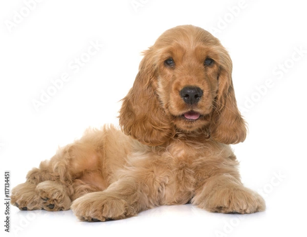 Fototapeta puppy cocker spaniel