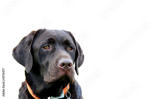 Fototapeta chocolate labrador