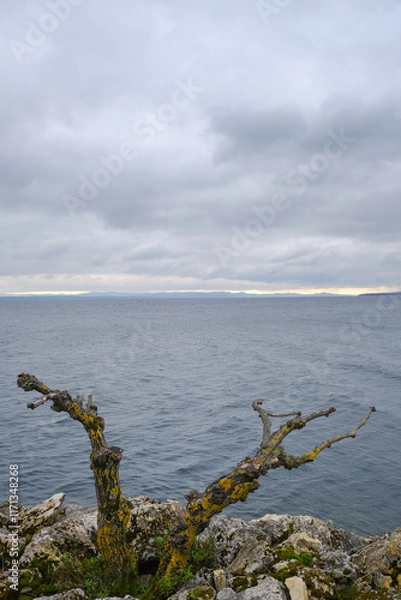 Obraz Neuchatel lake on a moody day with foreground dead tree