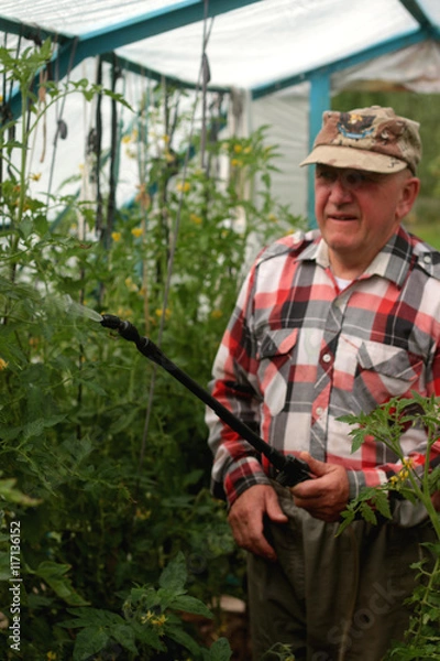 Fototapeta spray tomatoes from pests