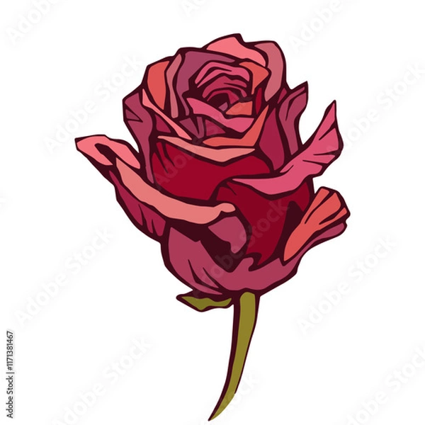 Fototapeta Rose flower, red rose isolated