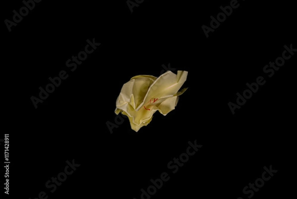 Fototapeta Crumpled yellow sticky note, resembling a ball of paper ready to be discarded, placed against a black background.