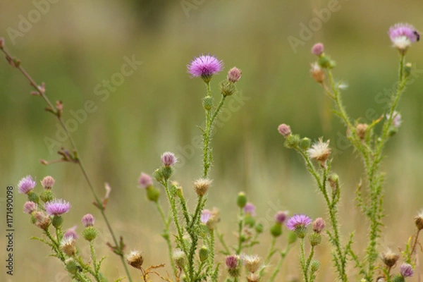 Obraz Closeup of spiny plumeless thistle flowers with green blurred plants on background