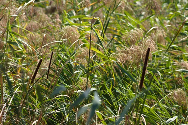 Obraz Closeup of common reed leaves and seeds with selective focus on foreground