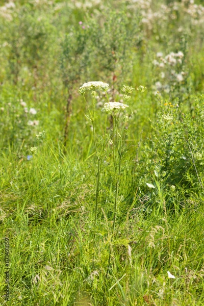 Fototapeta Closeup of common yarrow flowers with selective focus on foreground