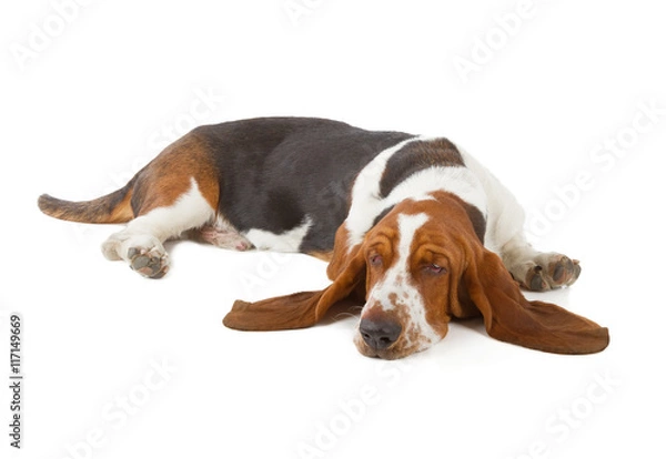 Obraz Basset Hound śpi