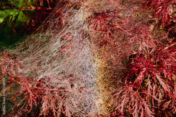 Obraz spinnweben im Herbst