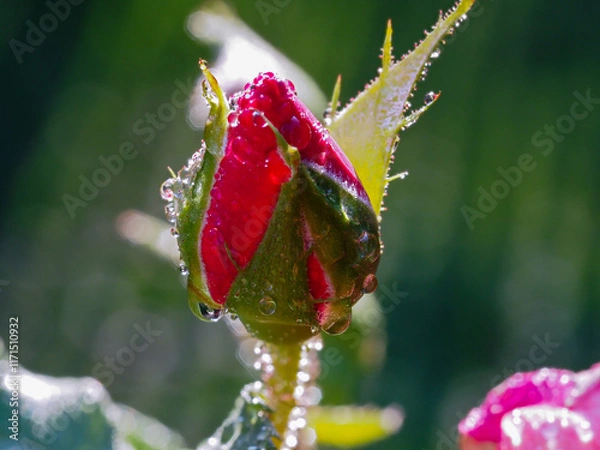 Obraz rose mit Tropfen