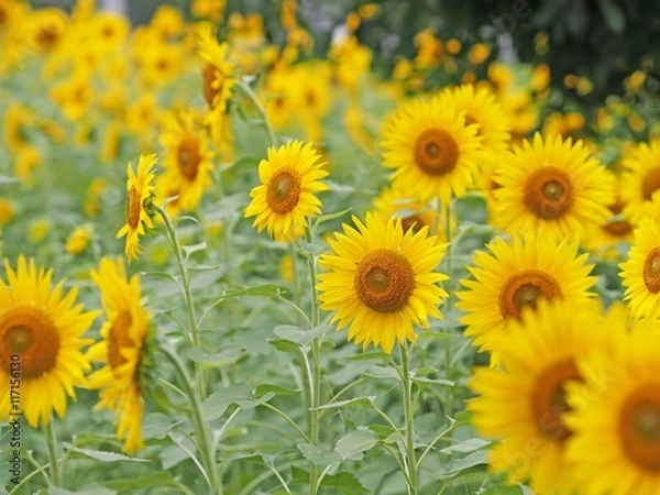 Fototapeta ひまわり畑