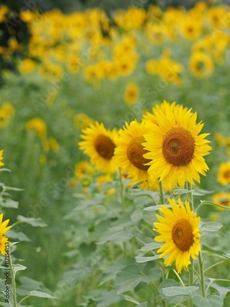 Fototapeta ひまわり畑