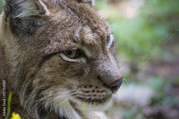 Fototapeta lynx portrait