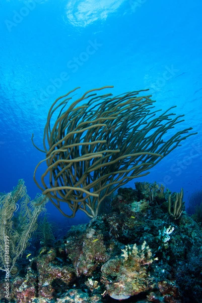 Obraz Waving With the Current