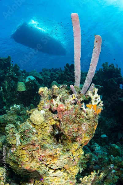 Obraz Undersea Adventures