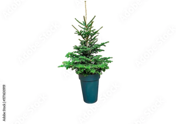 Fototapeta Small fresh christmas tree in pot isolated on white background. Green tree cut out for design