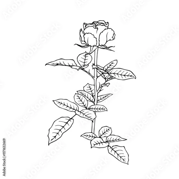 Fototapeta Line sketch, rose flower outline. Simple botanical elements. Vector graphics.