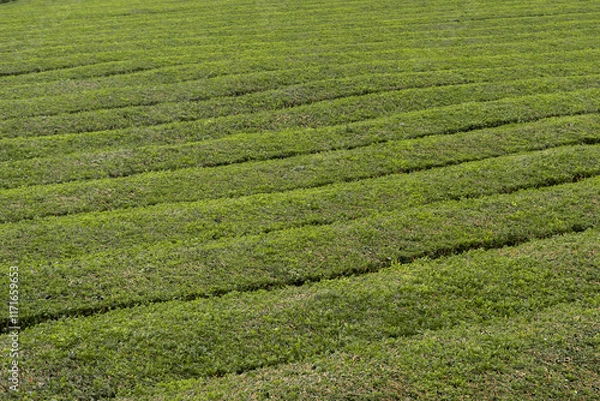 Obraz tea field