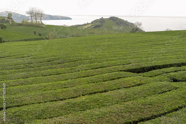 Obraz green tea plantation