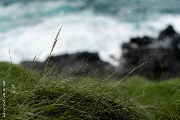 Obraz grass on the beach