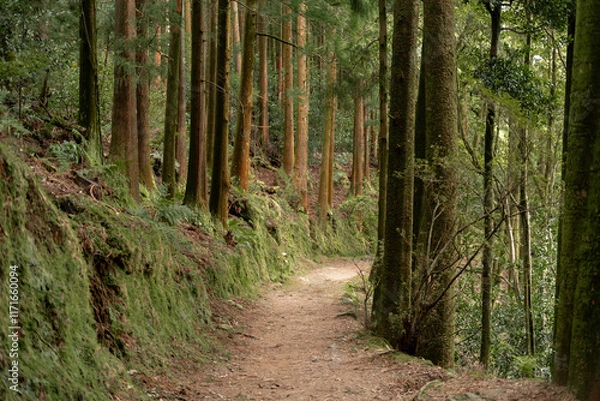 Obraz path in the woods