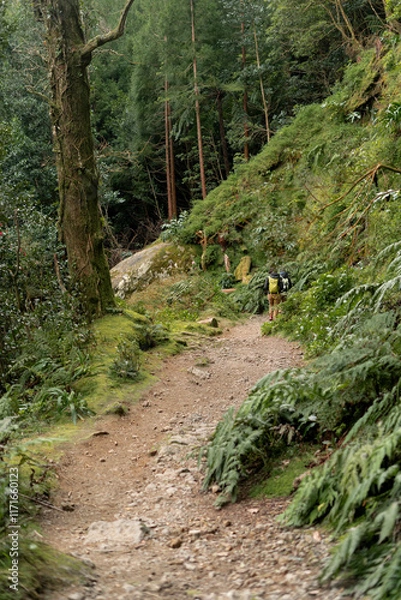 Obraz path in the forest