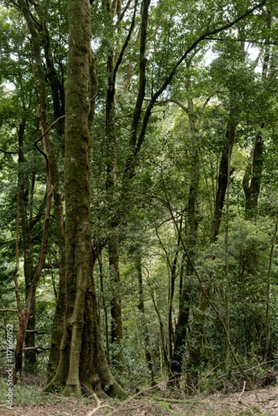 Obraz trees in the woods
