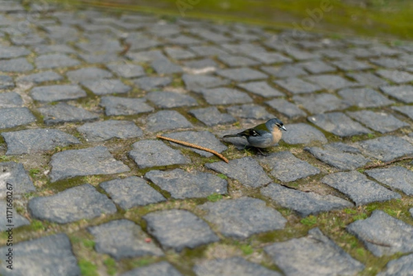 Obraz ant on the ground