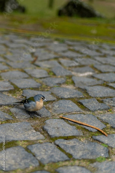 Obraz bird on the ground