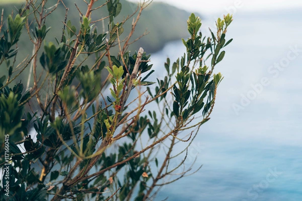 Obraz reeds in the wind