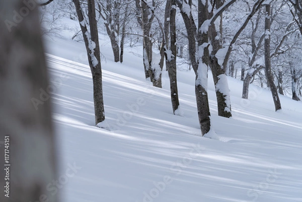 Obraz 冬のブナの森