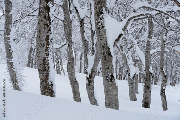 Obraz 冬のブナの森