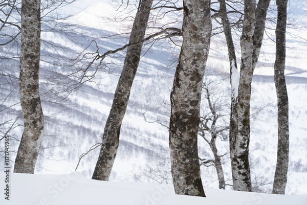 Obraz 冬のブナの森