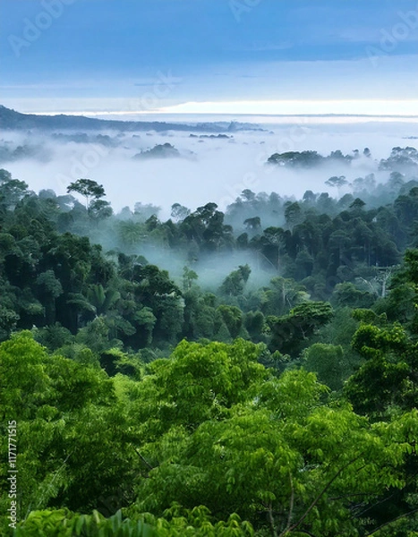Fototapeta Dense Rainforest Covered in Fog