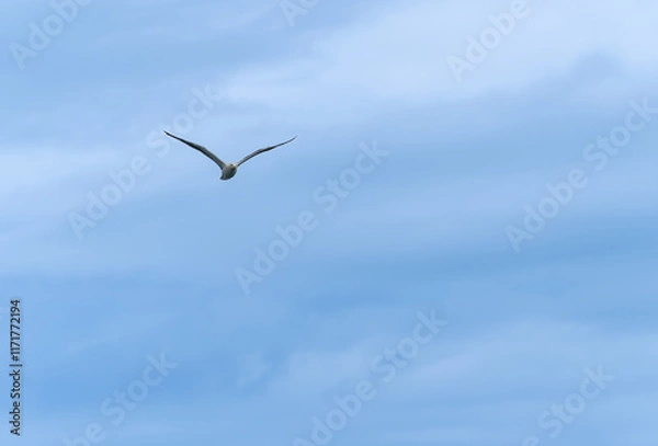Fototapeta Great Black-back gull flying towards with wings up in V shape.