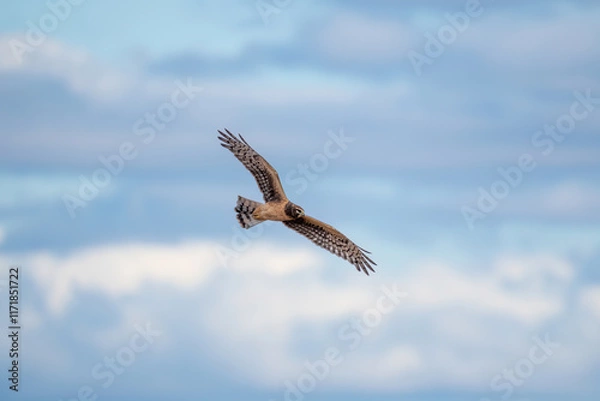 Fototapeta Bird in flight